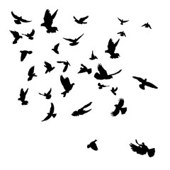 vector silhouette flying birds, isolated on white background