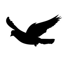 isolated silhouette of a flying dove