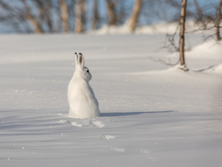 The mountain hare, Lepus timidus, in winter pelage, sitting with its back towards camera, looking right, in the snowy winter landscape with birch trees and blue sky, in Setesdal, Norway © Lillian