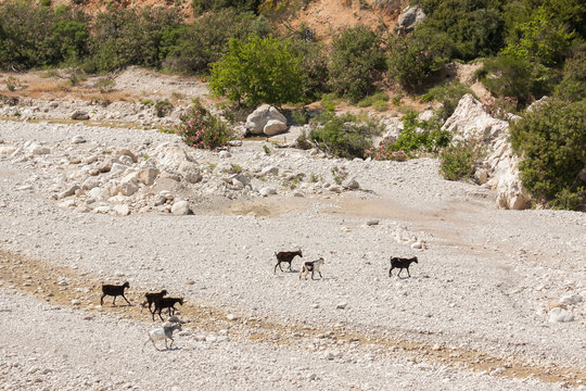 Goats on the road to Seven Springs (Epta Piges). Greece, Rhodes.