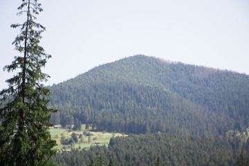 Landscapes of the mountains and mountain forest. Carpathian mountains. Europe. Ukraine.