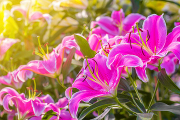The pink lilly flowers in the garden with green leaves background in the sunny day.