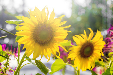 Obraz premium The blossom sun flowers in the garden with the light of sunny day.