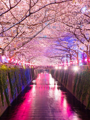 Fototapety  Wiśniowe kwiaty wzdłuż rzeki Meguro, Tokio Japonia