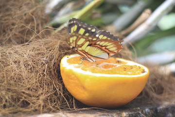motyl © nadchmurami