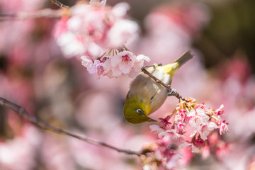 The Japanese White-eye.The background is cherry blossoms(Japanese name Kanzakura). Located in Tokyo Prefecture Japan.