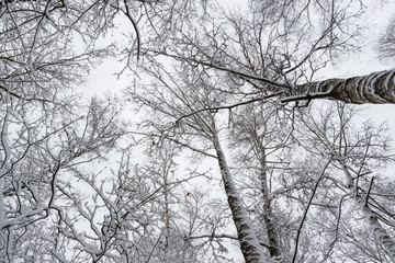 Snow lace - the branches of trees covered with snow