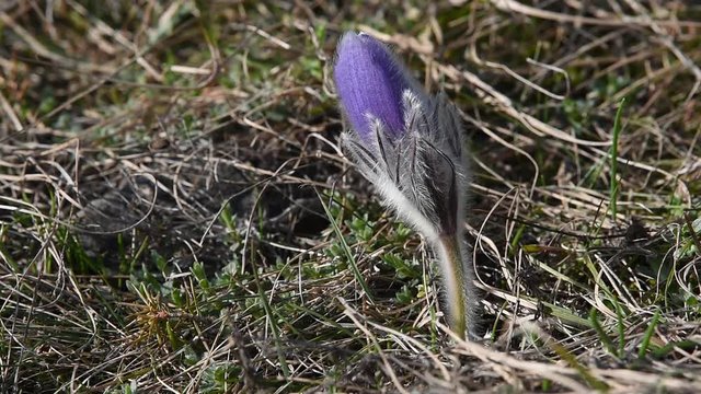 Pulsatilla halleri ssp.rhodopaea an endangered species in the nature of Bulgaria