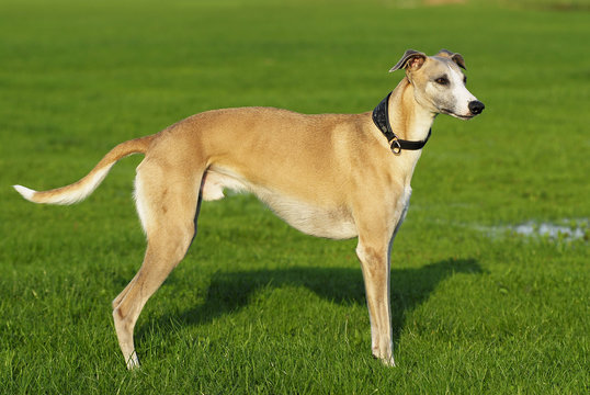 Whippet steht in einer Wiese