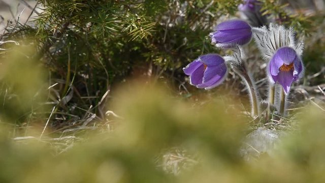 Pulsatilla halleri ssp.rhodopaea an endangered species in the nature of Bulgaria