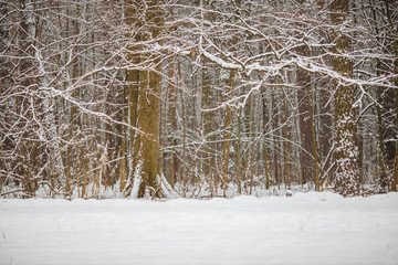 Photo of snowy forest
