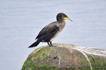 Kormoran an der Ostsee im Herbst