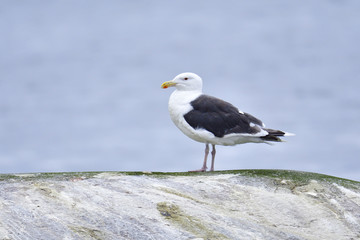 Mantelmöwe ( Larus marinus )
