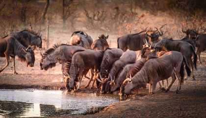 Gnu-Herde (Blue Wildebeest) am Wasserloch