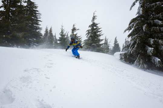 Snowboarder rides amidst huge snow-covered fir trees during a blizzard