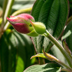 macro view of Melastomataceae buds for green elegant blooming
