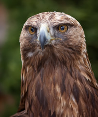 Águila real