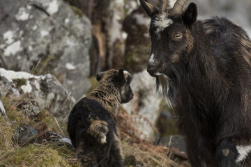 feral goat, capra hircus, buck, nanny, kid, grazing, foraging on a rocky slope during winter in the cairngorm national park.