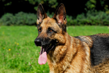 Hechelnder Deutscher Schäferhund