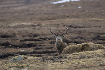 red deer, Cervus elaphus, stag, hind, grazing, foraging for food on glen floor during february in winter, cairngorm national park, scotland.