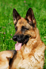Deutscher Schäferhund