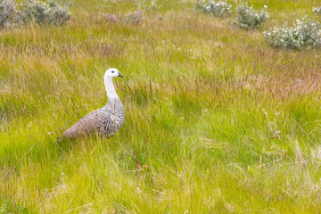 Male Upland Goose, Tierra del Fuego National Park