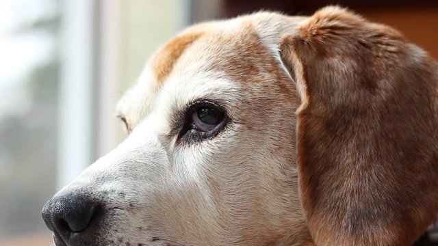 chien attendant son ma&icirc;tre