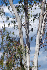 Eucalyptus de Corse