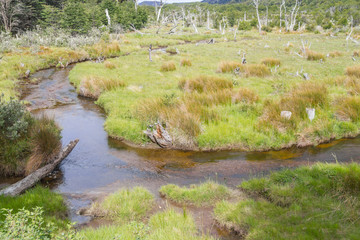 Dry trees and stream, Tierra del Fuego National Park