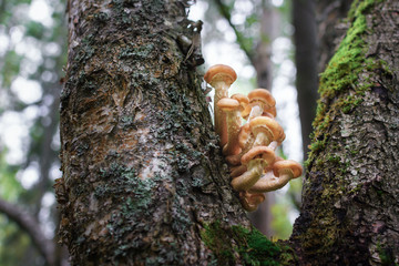 Mushrooms honey agariki grow in the autumn forest