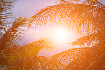 Evening sun shines through the coconut in the garden. - 191038830