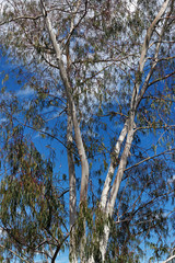 Eucalyptus de Corse