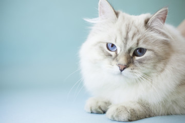 A portrait of a beautiful point-seal siberian female cat with blue eyes, light blue background