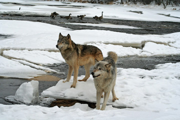 2 Gray Wolves