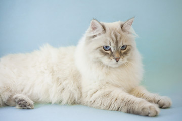 Obraz premium A beautiful point-seal siberian female cat with blue eyes is lying, light blue background, close up