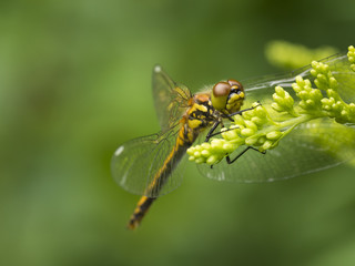 Eine gelbe Libelle sitzt mit ausgebreiteten Flügeln auf einer Blütenpflanze. Ansicht von schräg vorn.