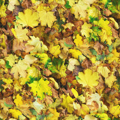 Autumn seamless pattern background. Maple and birch colorful fallen leaves on the park ground at sunny day. 