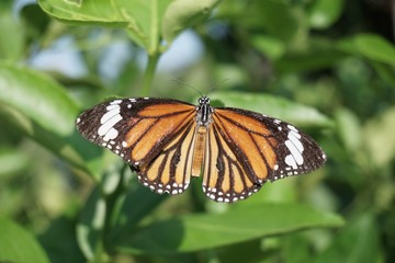 beautiful butterfly in nature garden