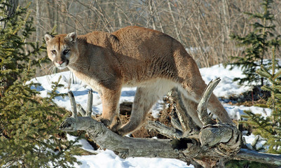 Obraz na płótnie Canvas Cougar