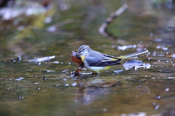 Grey wagtail (Motacilla cinerea) in Japan