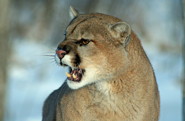 Snarling Cougar