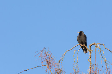 A crow perched on the very top of a tree against a vibrant sky