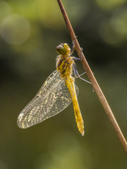 Eine gerade geschlüpfte Libelle mit noch zusammengefalteten Flügeln.
