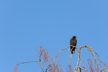 A crow perched on the very top of a tree against a vibrant sky
