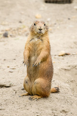 Prairie dog (genus Cynomys)