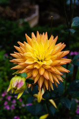 Obraz premium The colorful flower.