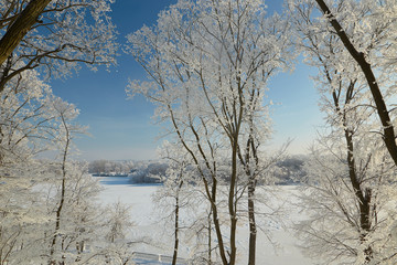 Branches of trees in icy cold frost.