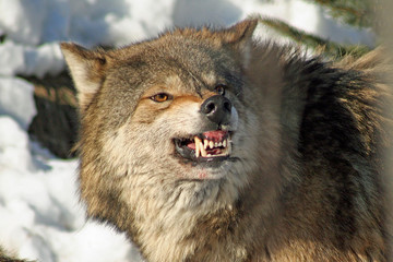 Snarling Wolf © ThroughChristy'sLens