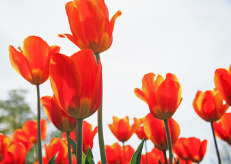 Fototapeta premium lots of beautiful bright yellow and red flowers and buds of a Tulip blooming in the spring in may the Park and reach for the sky
