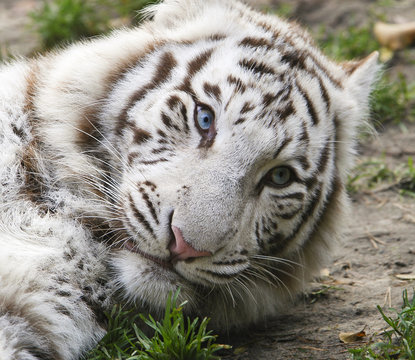 Portret zwart-witte tijger met mooie blauwe ogen